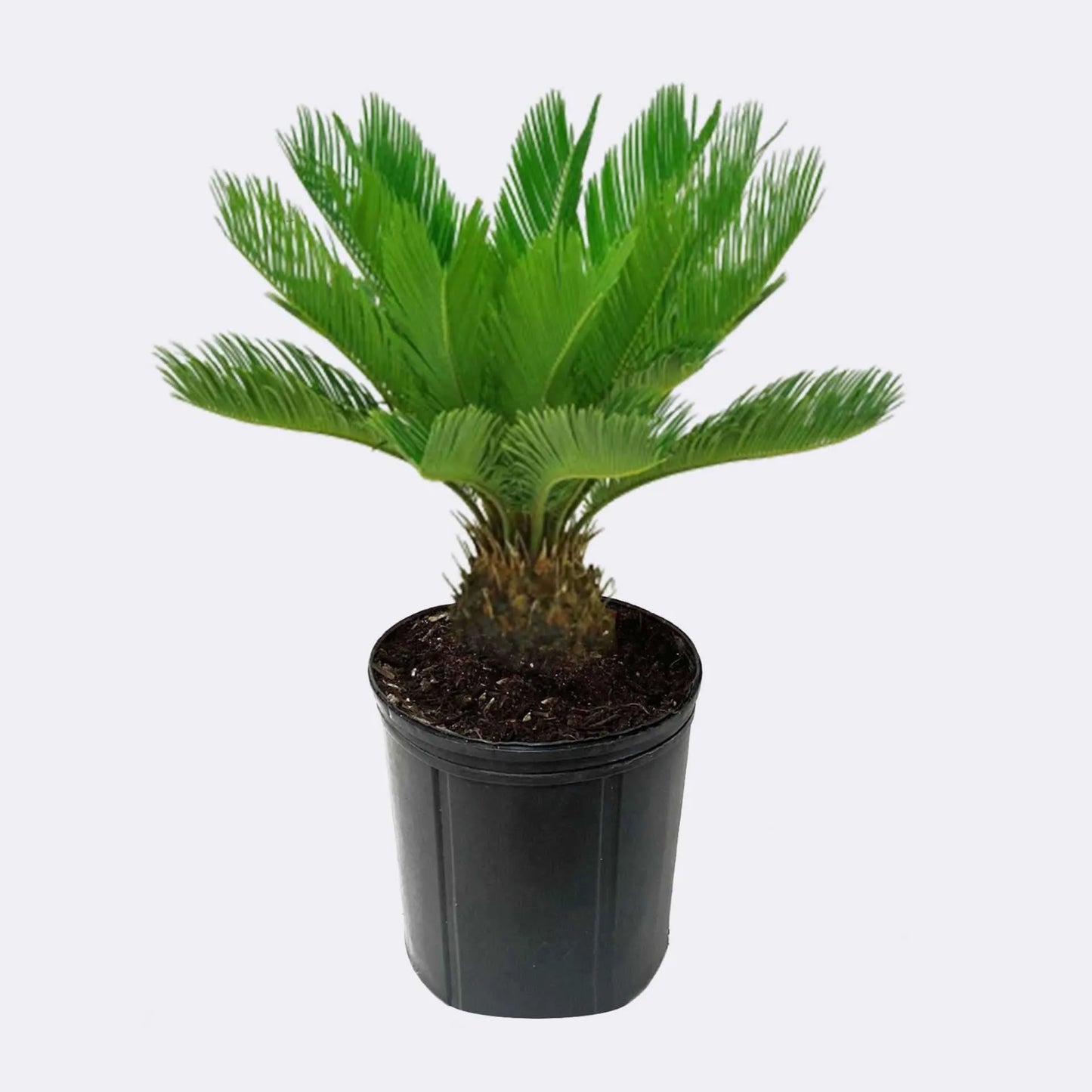 Cycas Revoluta, Sago Palm, outdoor