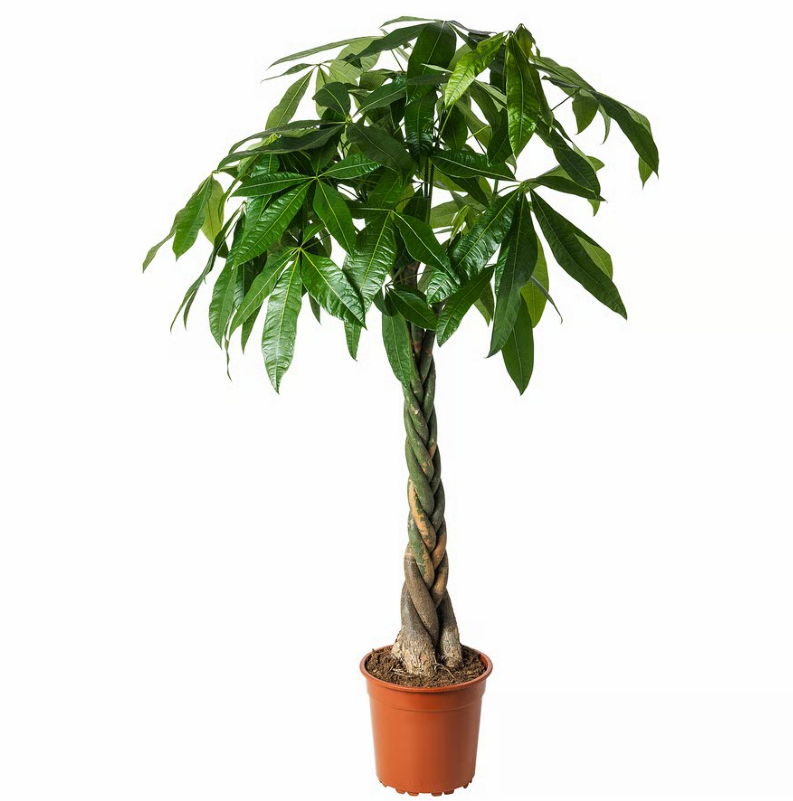 Pachira Aquatica, Money Tree (Twisted Trunk)