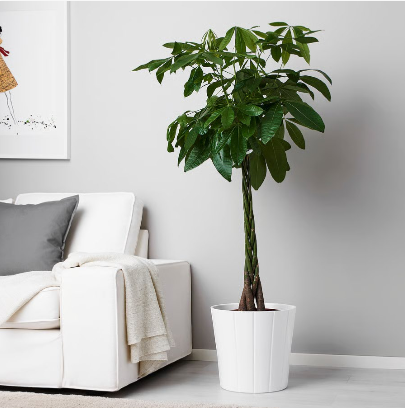 Pachira Aquatica, Money Tree (Twisted Trunk)
