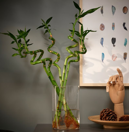 Lucky Bamboo Sticks, Dracaena Sanderiana
