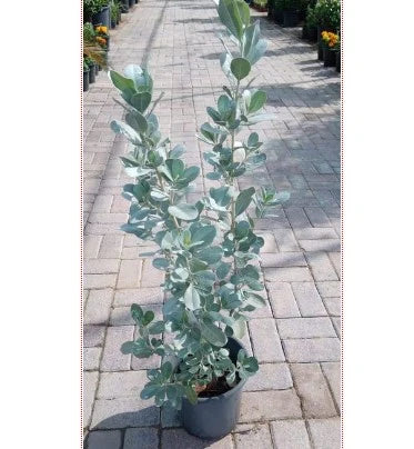 Silver Damas, Sanaa Tree, Conocarpus lancifolius