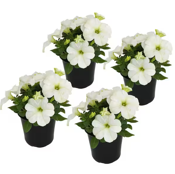 Petunia, Petunias (small)