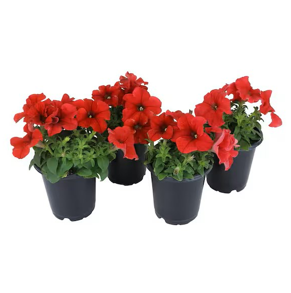 Petunia, Petunias (small)