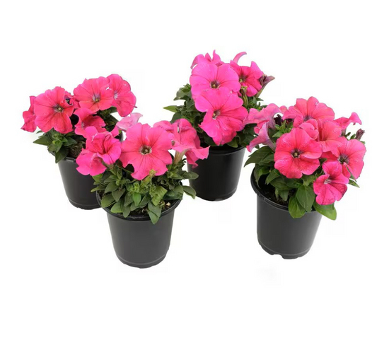 Petunia, Petunias (small)