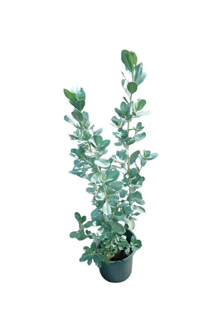 Silver Damas, Sanaa Tree, Conocarpus lancifolius