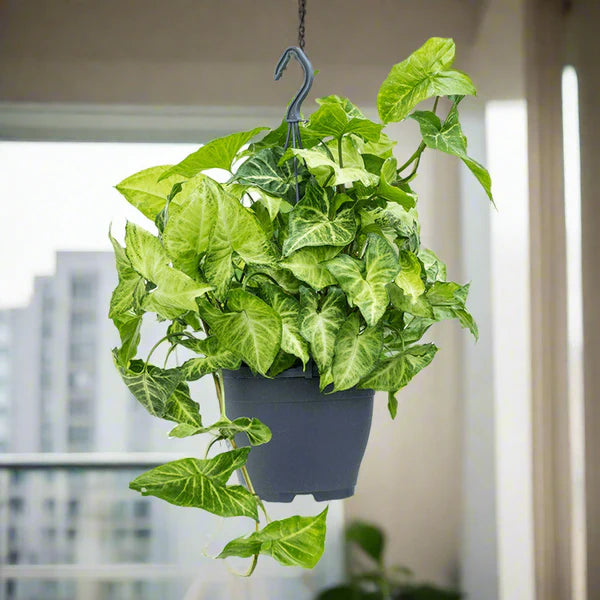 Syngonium Philodendron Arrowhead