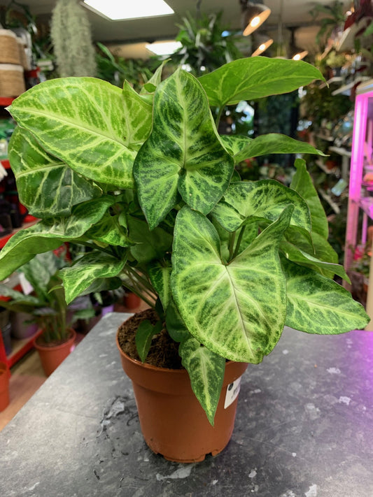 Syngonium Philodendron Arrowhead