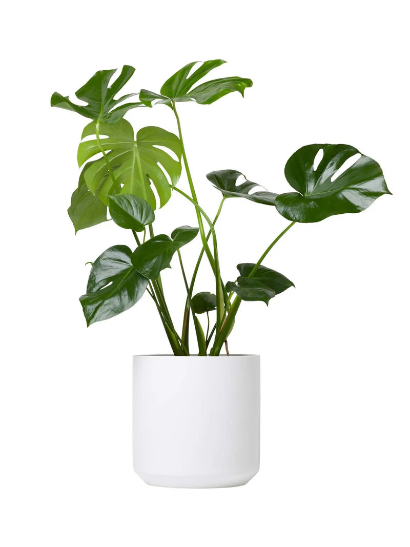 Swiss Cheese Plant, Monstera Deliciosa , The Hurricane