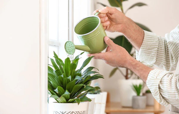 Indoor Plants Maintenance