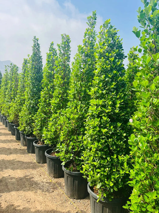 Ficus Diversifolia, Ficus Panda - Cone Shape