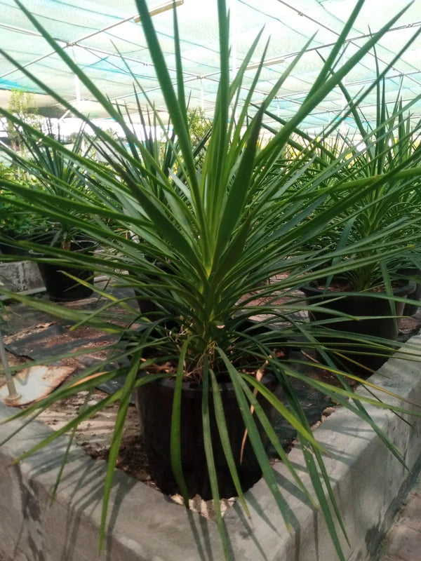 Yucca Gigantea – Spineless Yucca Indoor Plant