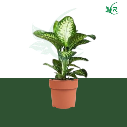 "Tropic Snow" plant typically refers to a variety of Dieffenbachia,