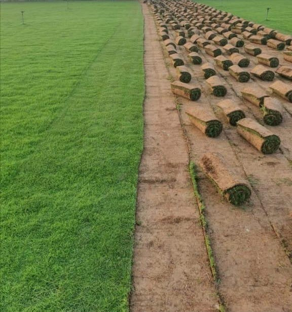 Natural Carpet Bermuda Grass “American Bermuda”