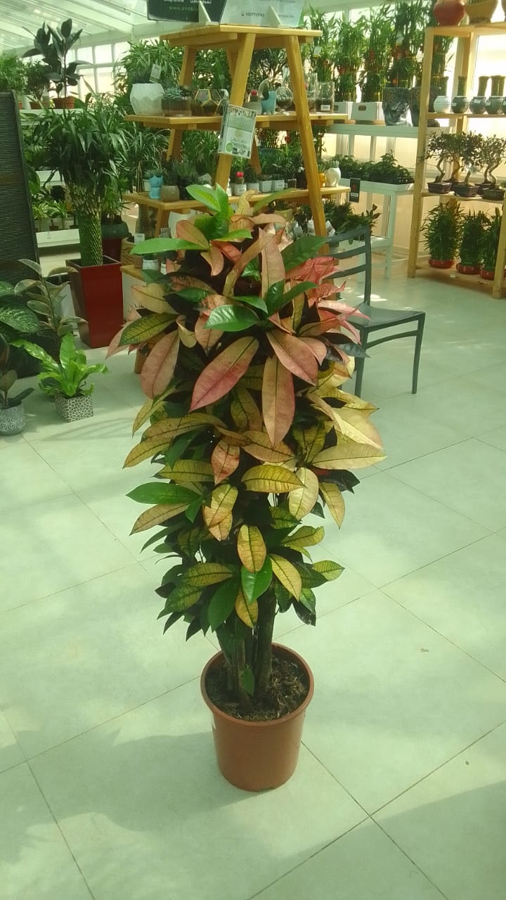 Codiaeum Variegatum , Croton Plant