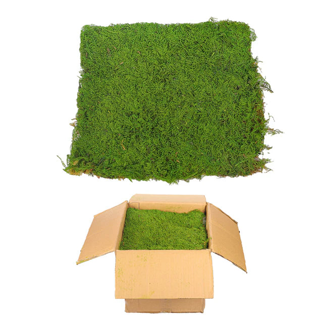 Preserved Dried Moss Sheet (1 Box ) Moss Wall Sheet