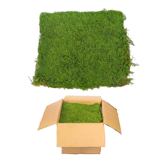 Preserved Dried Moss Sheet (1 Box ) Moss Wall Sheet