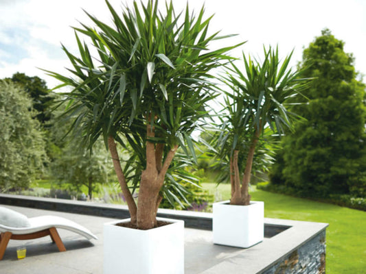 Yucca gigantea (Spineless Yucca)