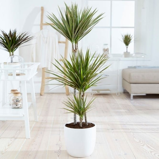 Dracaena Marginata - Indoor Plant