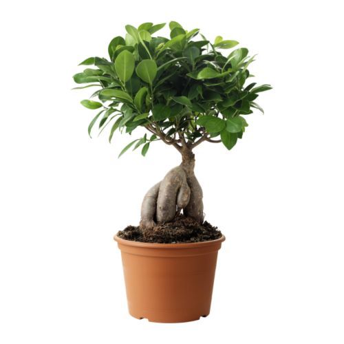 Ficus Ginseng Bonsai
