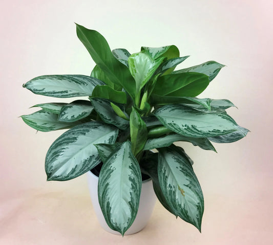 Aglaonema Silver Queen, Chinese Evergreen Plant
