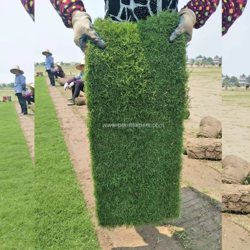 Natural Carpet Bermuda Grass “American Bermuda”