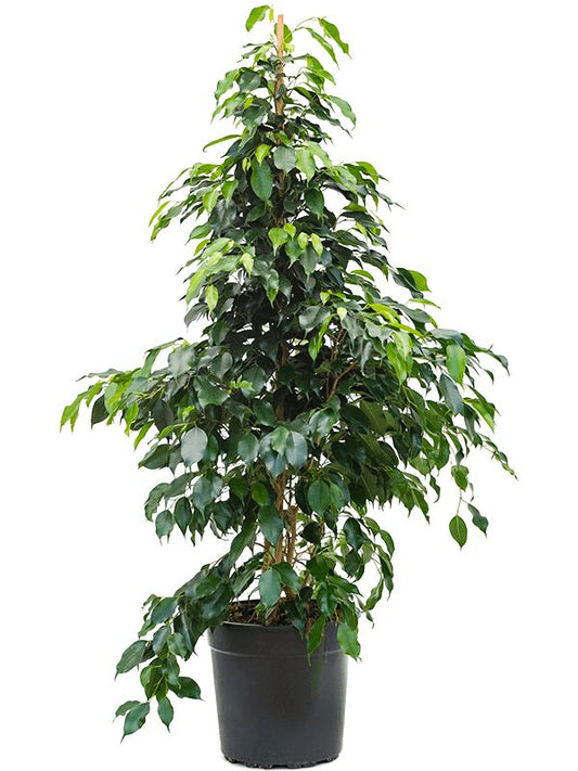 Ficus Benjamina ‘Danielle’ – Weeping Fig