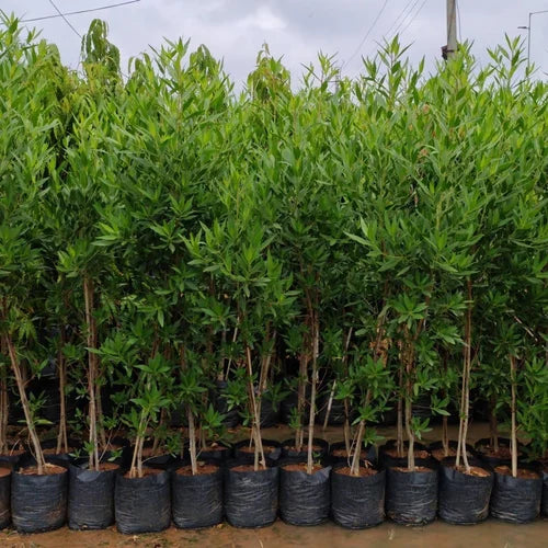 Damas tree, Conocarpus erectus