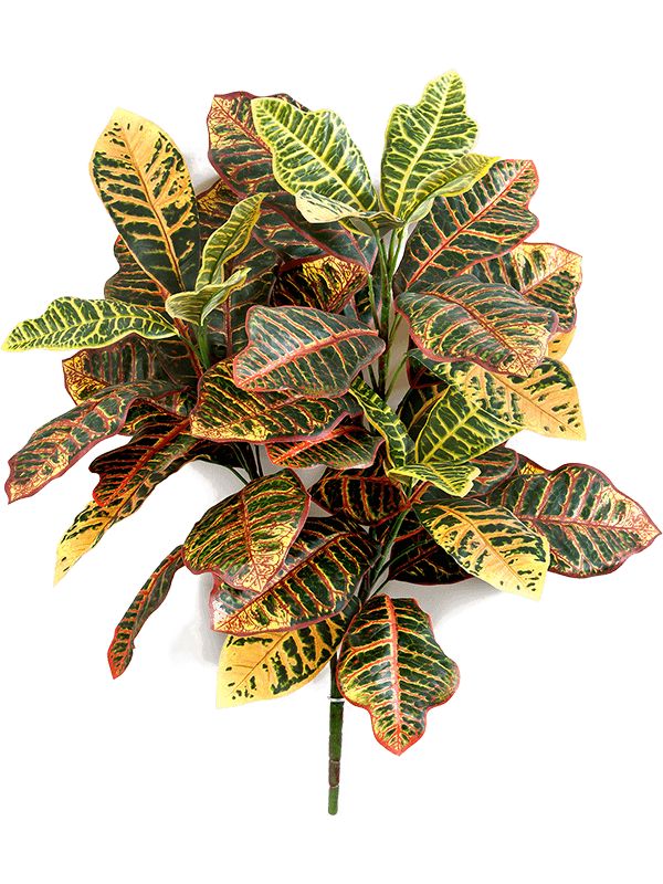 Codiaeum Variegatum , Croton Plant