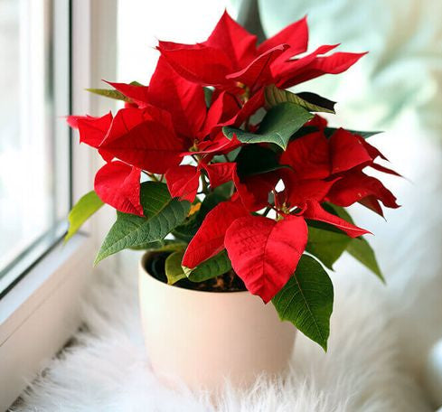 Euphorbia Pulcherrima (Titan Red), Poinsettia