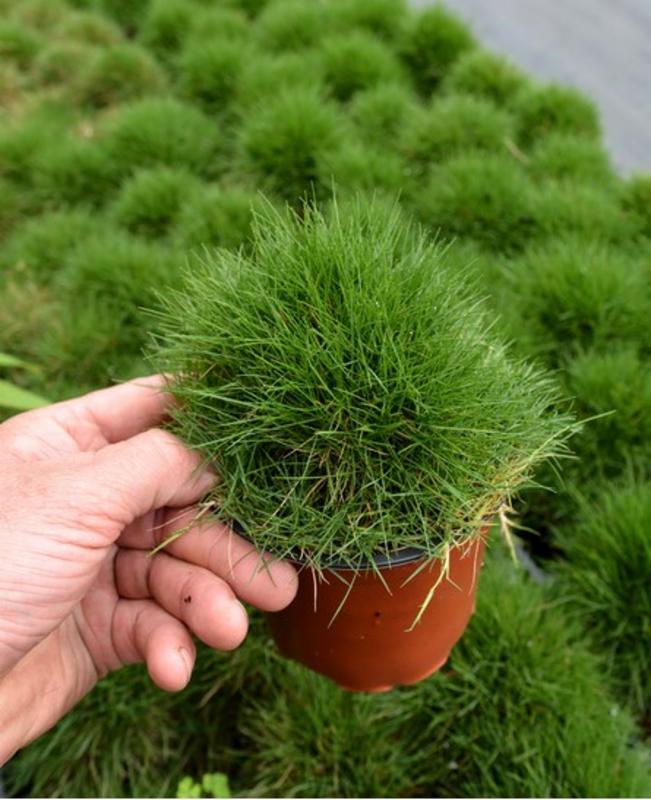Zoysia Japonica, Korean Lawn Grass