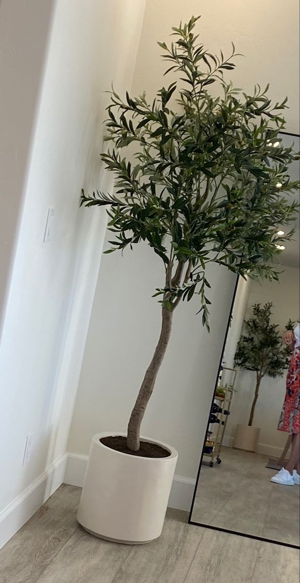Olive Tree ( 130-170cm )
