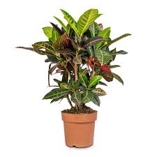 Codiaeum Variegatum , Croton Plant