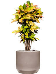 Codiaeum Variegatum , Croton Plant