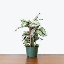 Calathea White Star, Majestic Calathea