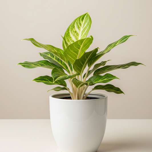 Aglaonema