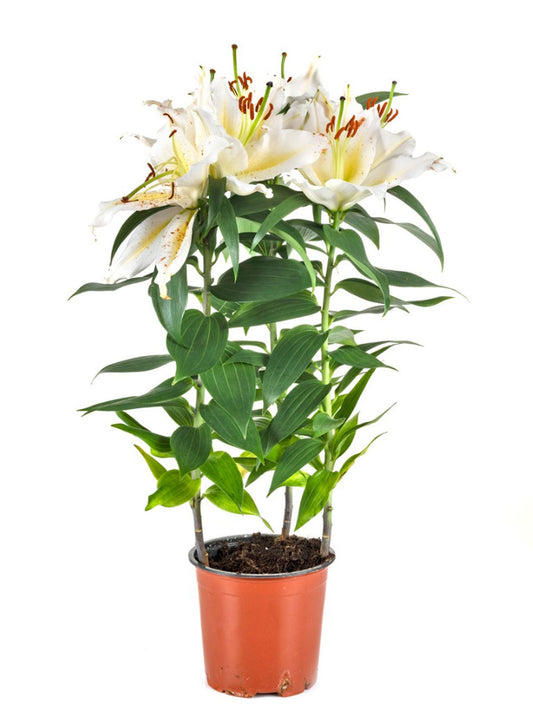 Lilium lily plant - Indoor flowering