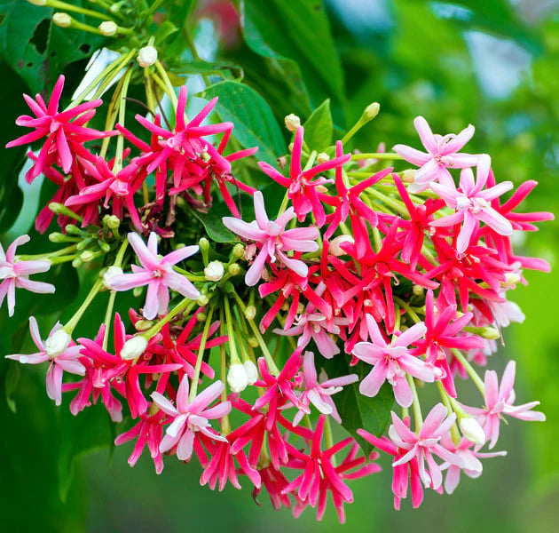 Rangoon Creeper , Quisqualis Indica, Red Jasmine
