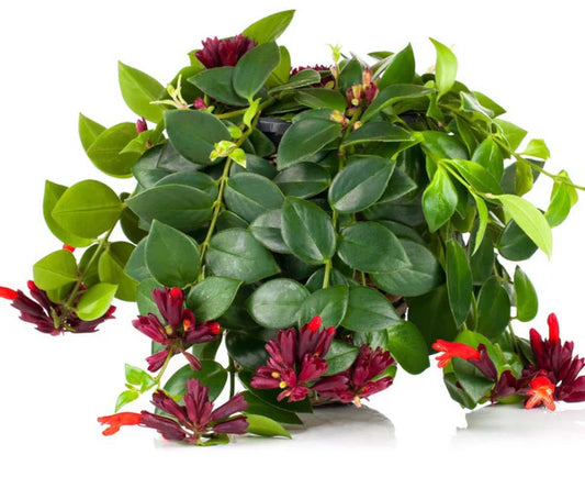 Aeschynanthus or Mona Lisa indoor plant