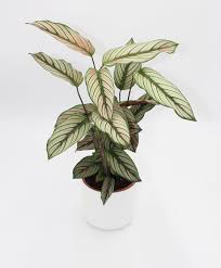 Calathea White Star, Majestic Calathea