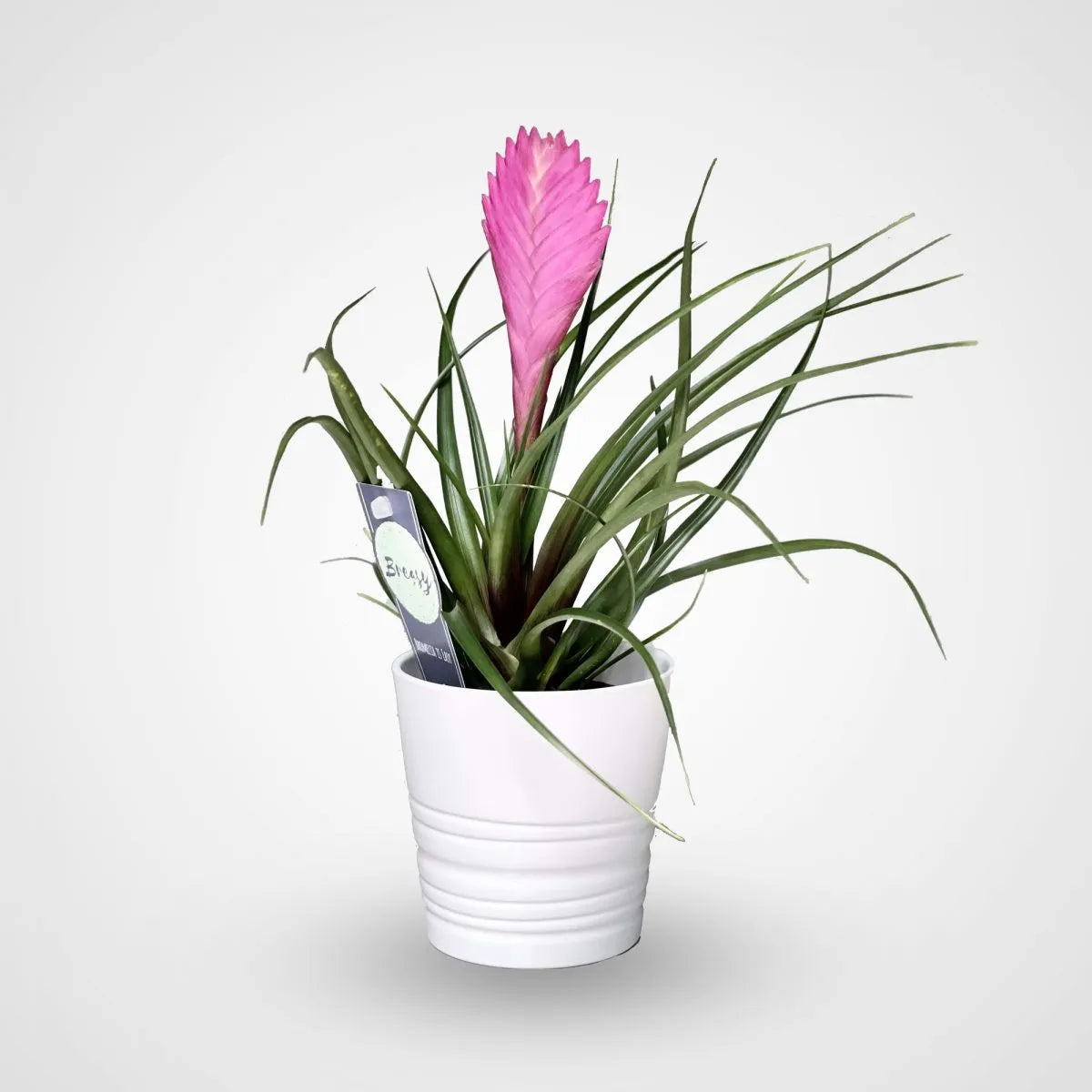Tillandsia Cyanea Pink Quill