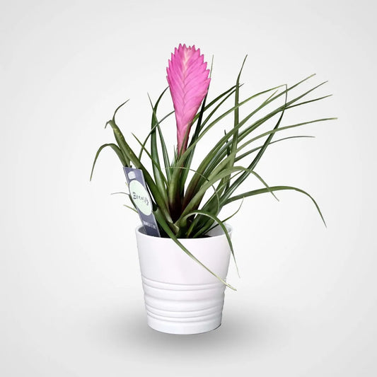 Tillandsia Cyanea Pink Quill