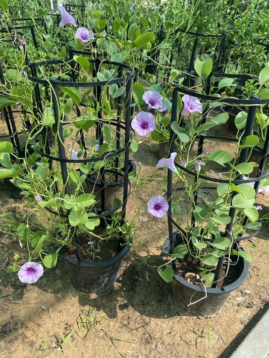 Ipomoea cairica, Cairo morning glory, coast morning glory