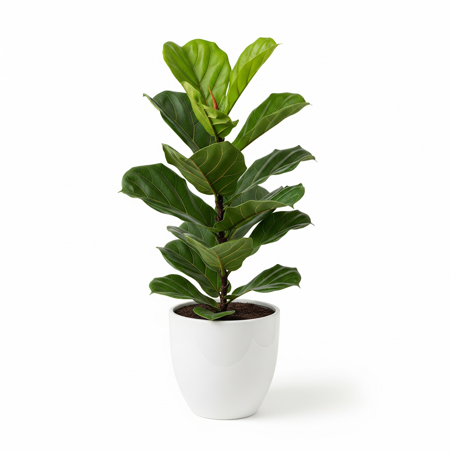 Fiddle leaf Fig