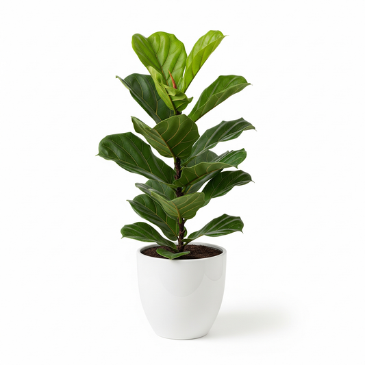 Fiddle leaf Fig