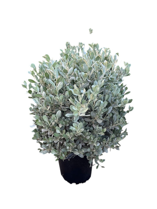 Silver Damac , Silver Ficus