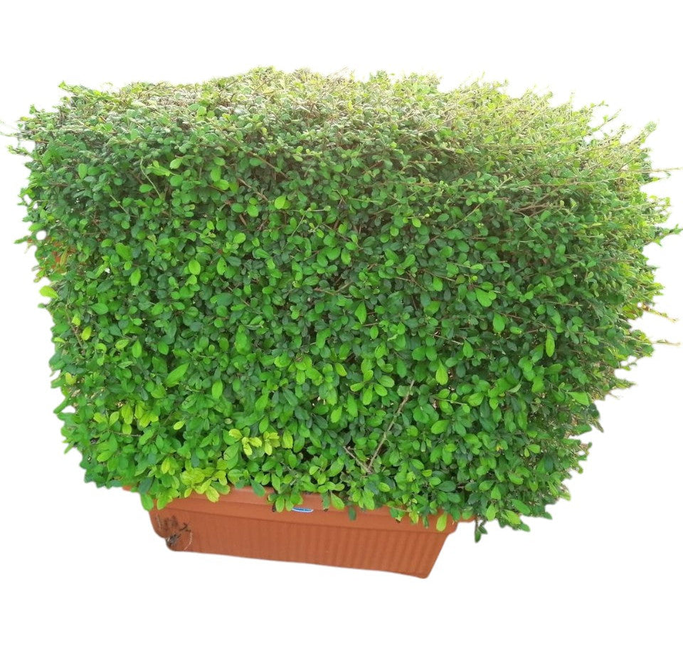 Ehretia microphylla – Rectangle Box Plant