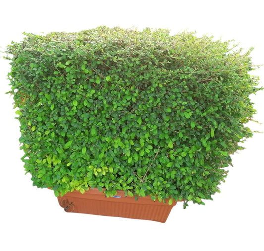 Ehretia microphylla – Rectangle Box Plant
