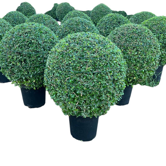 Ehretia ball microphylla – Ball Shape Topiary