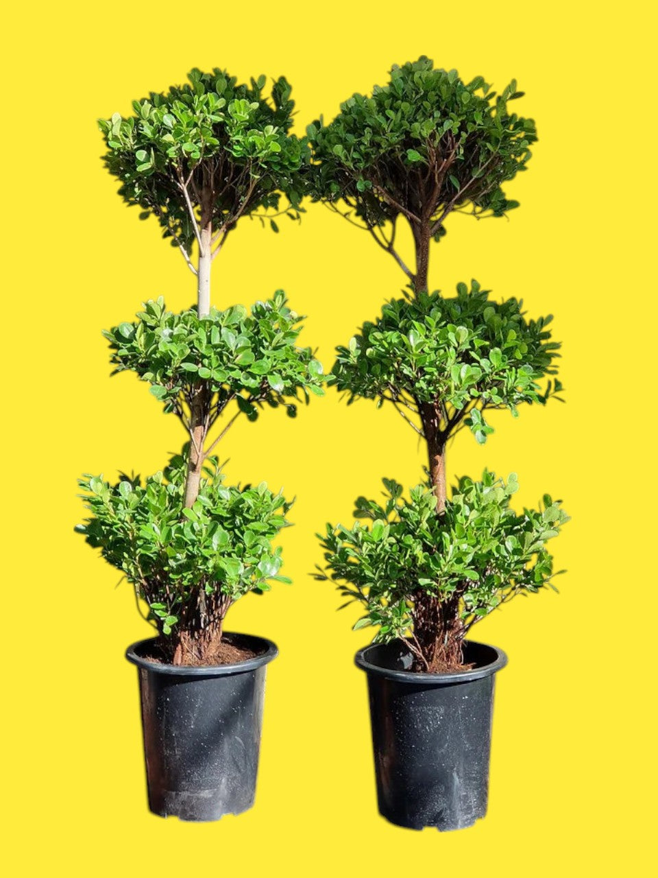 Ficus Diversifolia Three Heads