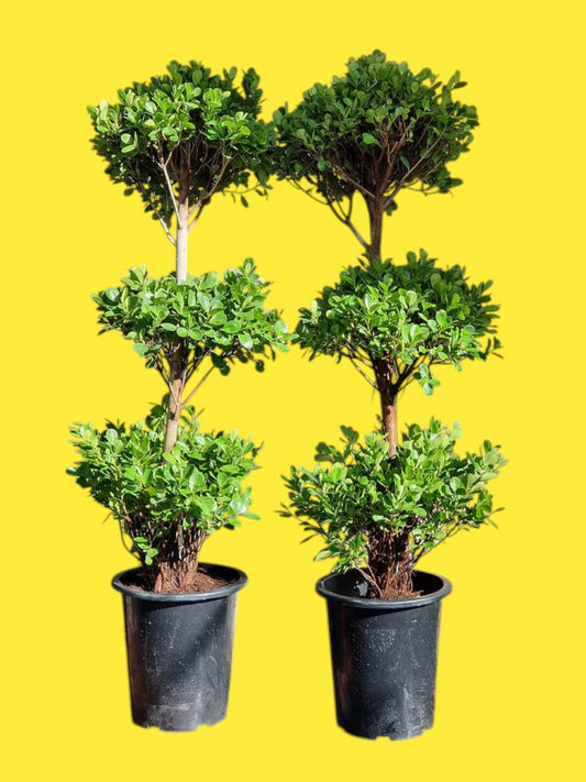 Ficus Diversifolia Three Heads